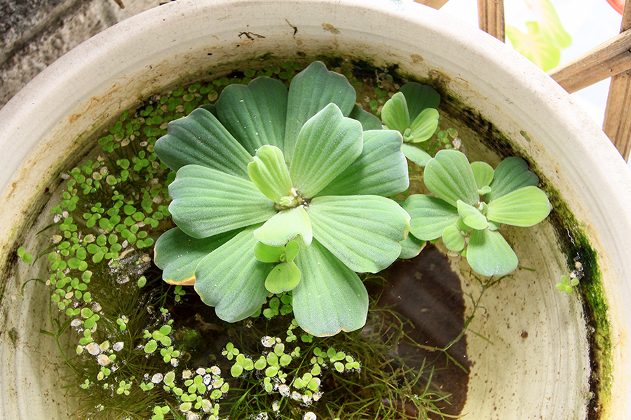 馥禾園民宿裝飾